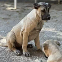 توله ماده سرابی درجه یک