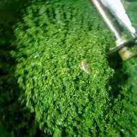 سبزی خرده شده|خوردنی و آشامیدنی|رشت, انصاری|دیوار