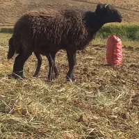 قوچ افشاری میش بز سگ بره