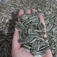 تخمه ی خام(تووی گوله به‌روژه)