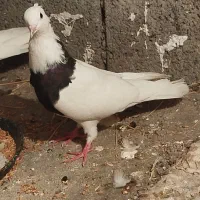 کبوتر فنچ پرنده فروشی معاوظه|پرنده|نورآباد ممسنی, |دیوار