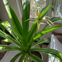 گل سوسن|گل و گیاه طبیعی|یزد, |دیوار