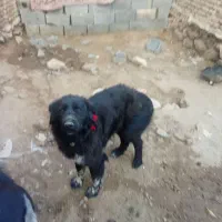 لاس|سگ|بروجن, |دیوار