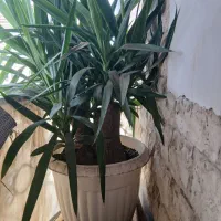 گل یوکا