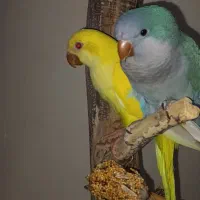 یک جفت طوطی راهب مولد