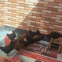 مرغ فروشی|حیوانات مزرعه|خمینی‌شهر, |دیوار