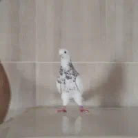 طوقی کبوتر طوقی