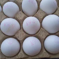 تخم مرغ جزئی و کلی تاریخ 12/7