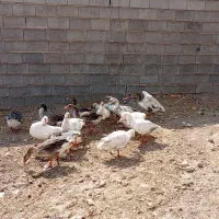 غاز|حیوانات مزرعه|بیضا, |دیوار