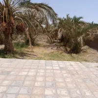 زمین فروشی با درختان مضافتی و یک خانه ۶۵ متری|فروش دفتر صنعتی، کشاورزی، تجاری|ریگان, |دیوار