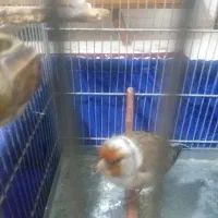 سهره قناری ابلق|پرنده|پاکدشت, پاکدشت (مامازند)|دیوار