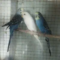 مرغ عشق وفنچ