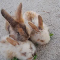 سه بچه خرگوش سالم و بازی گوش