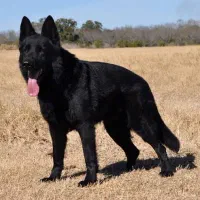 ژرمن بلک تربیت شده و اجتماعی