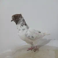 کبوتر غریب گیری|حیوانات|آق قلا, |دیوار