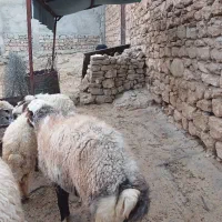 بره ، قوچ|حیوانات مزرعه|هندمینی, |دیوار