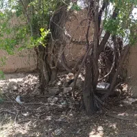 باغ-چهار-دیواری-با-درخت-بادام-و-انار-با-سهمیه-اب