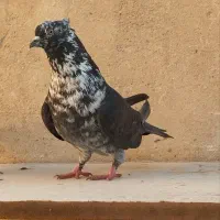 کفتر خال معاوضه با قلیون برنجی