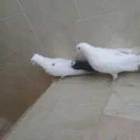 دوتا نر اصفهانی ی سفید بدون غلط و ی سفید دم مشکی|پرنده|خمینی‌شهر, |دیوار