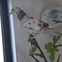 کبوتر تهرانی نر جوان|پرنده|شیراز, رکنآباد|دیوار