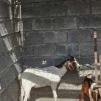 4 راس گوسفند ماده قیمت مناسب