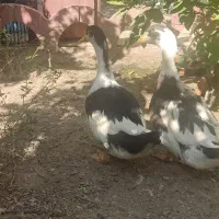 2 عدد اردک زیبا|حیوانات مزرعه|اصفهان, محمودیه|دیوار