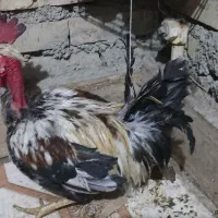 خروس گردن لخت|حیوانات مزرعه|باوی, |دیوار