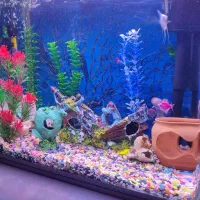 آکواریوم mahiran