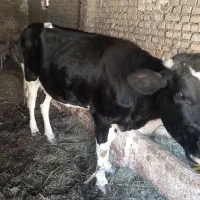 گاو شیری با گوساله سه ماه با ده کیلو شیر