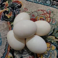 فروش تخم مرغ گلین|حیوانات مزرعه|بروجرد, |دیوار