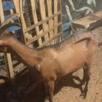 یک رآس کولار شکم اول آلپاین اصل
