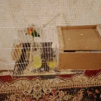 عروس کوتوله با جوجه و قفس و لوازم|پرنده|مشهد, شهرک مهرگان|دیوار
