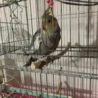 عروس هلندی|پرنده|شاهین دژ, |دیوار