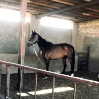 مادیون با کره ماده
