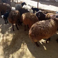 بره پایه پروار