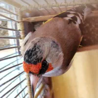 سهره دورگ زاغ کلکسیونی جوجه قفس