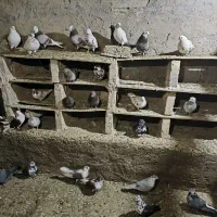 تعداد حدود ۱۷جفت کبوتر به شرط پرش ساعت بالا