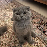 بچه گربه اسکاتیش بلو دبل فولد