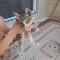 دو تا توله گربه ی کوچولو