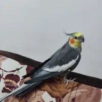 عروس هلندی نر بالغ|پرنده|گرگان, |دیوار