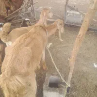 بز نژاد دار دو ماه ابستن با یک عدد گیسه چاق کشتنی