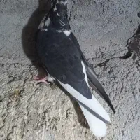کبوتر پرشی غریب|پرنده|زنجان, |دیوار
