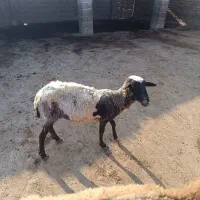 گوسفند سالم قوچ خورده