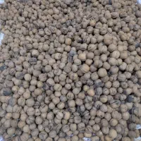 گردو|خوردنی و آشامیدنی|تربت جام, پاسداران|دیوار