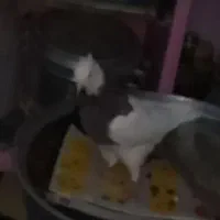 کفتر|پرنده|فولادشهر, C1|دیوار