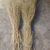 جارو (گزگه باخی )|خدمات باغبانی و درختکاری|جوانرود, |دیوار