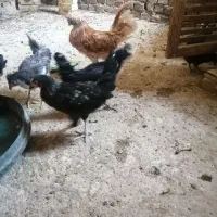 تعدادی مرغ وخروس زینتی