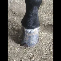 نعل بندی اسب|اسب و تجهیزات اسبسواری|نجفآباد, طالقانی|دیوار