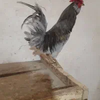 خروس و نیمچه گلین