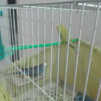 مرغ عشق با جوجه